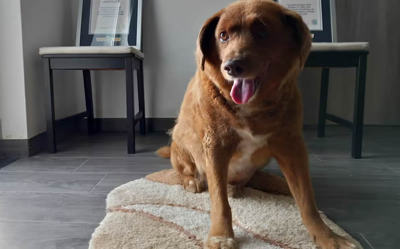 Bobi oldest living dog died at age of 31