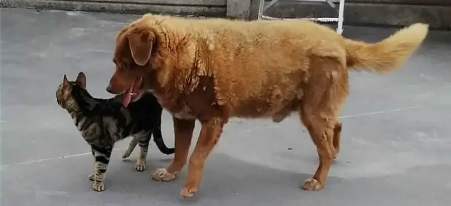 World's oldest dog Bobi dies aged 31