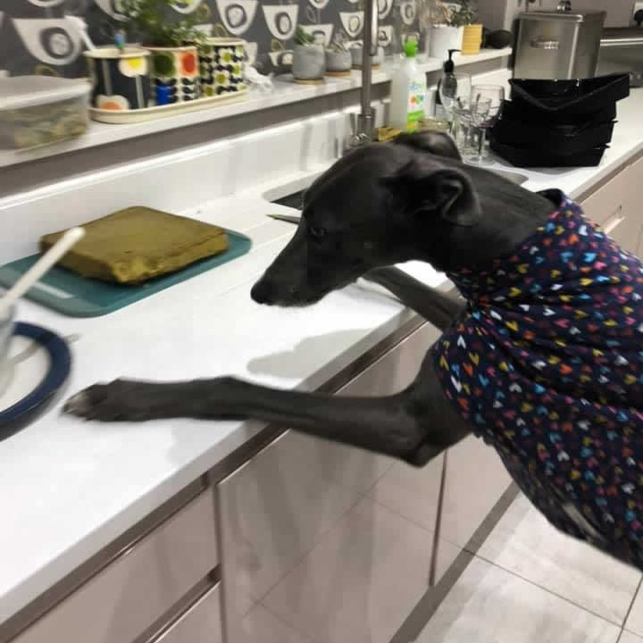 Greyhound Luna biting food homemade