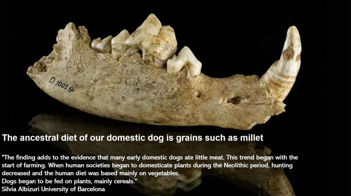 Earliest evidence of dogs living with man