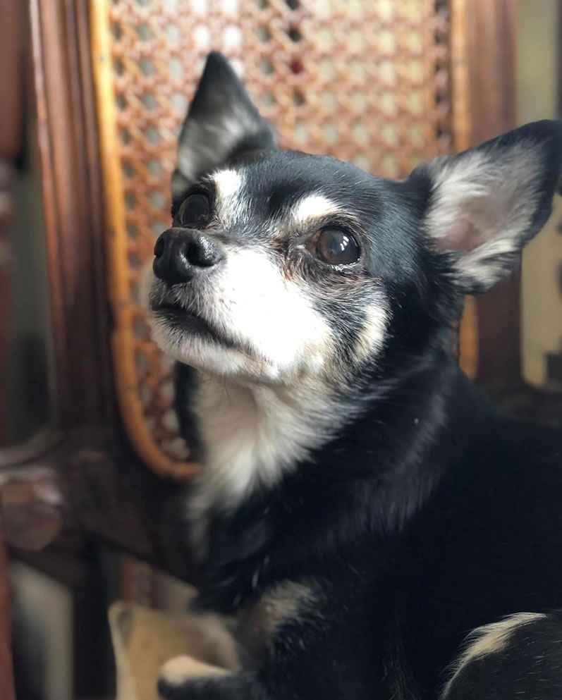 Rescue Chihuahua Maya